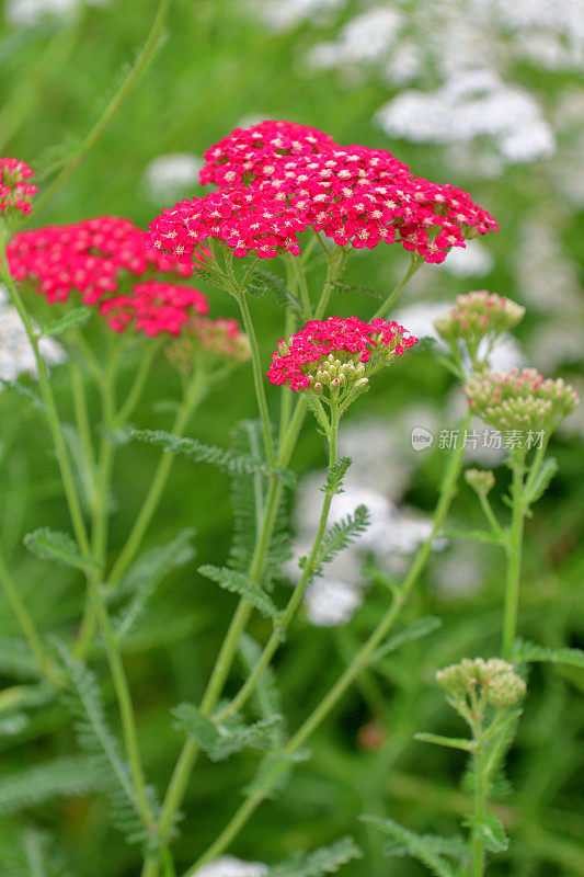 小蓍草/蓍草/普通蓍草花